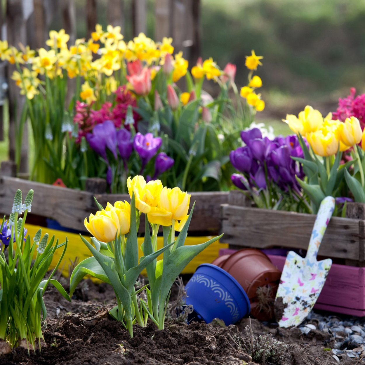 Armeniacum мускари