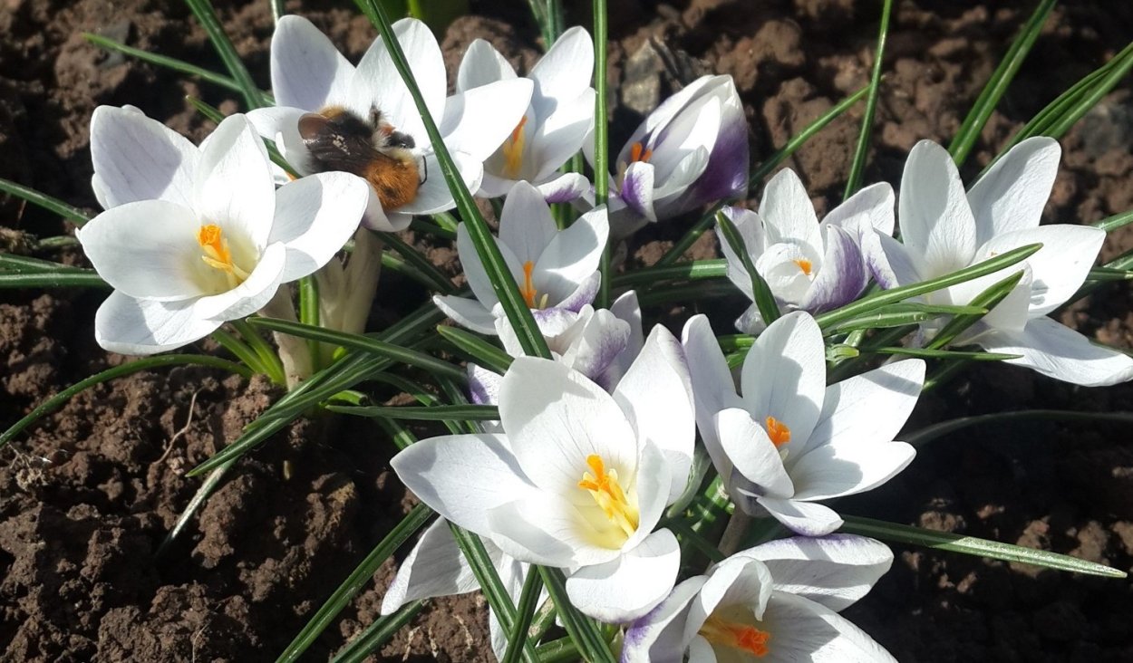 Луковичный цветок гиацинт