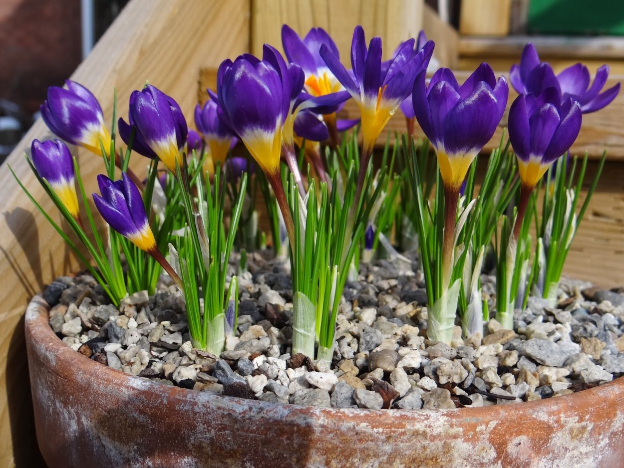 Осенние луковичные