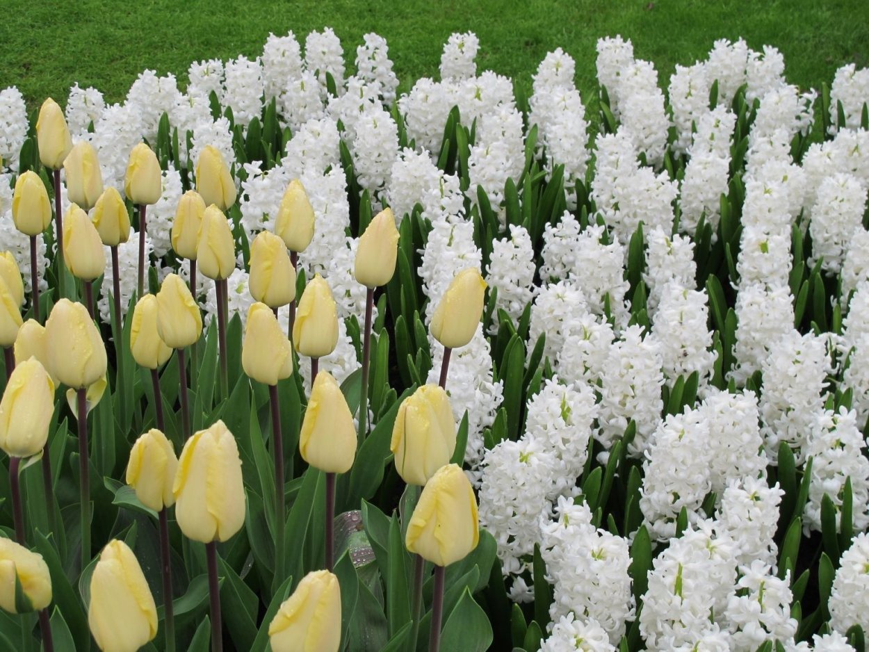 Выгоночные луковичные