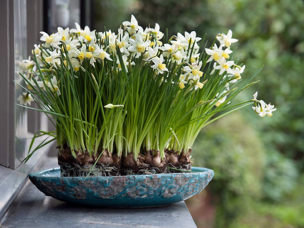 Нежные весенние цветы луковичные