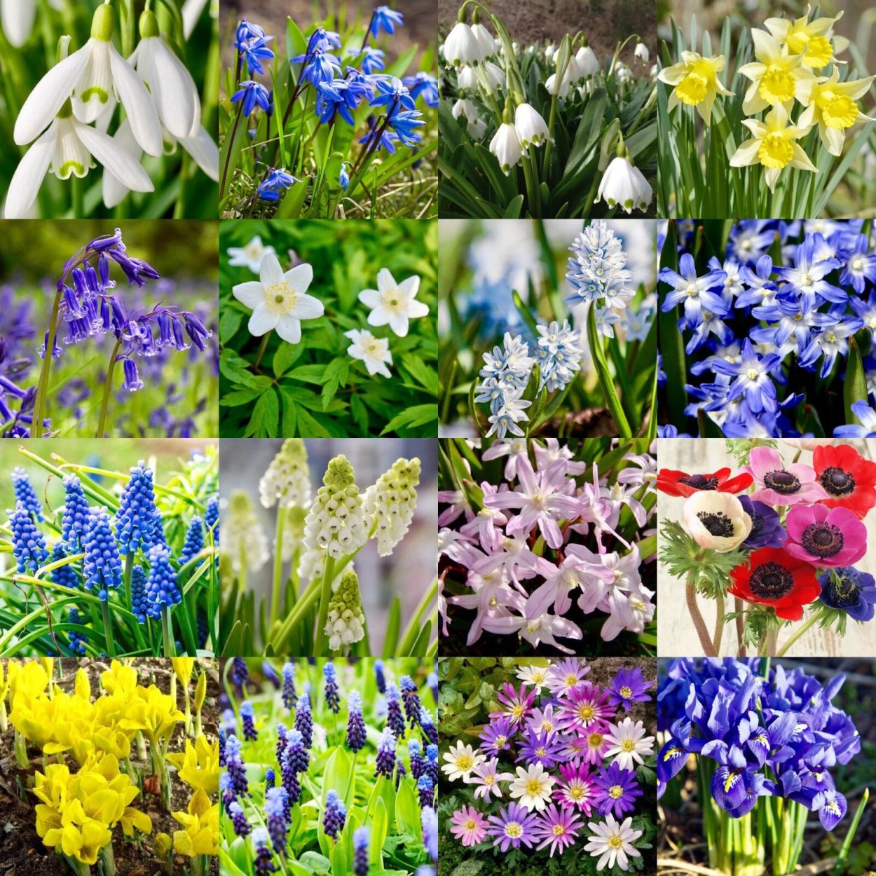 Безвременник цветок