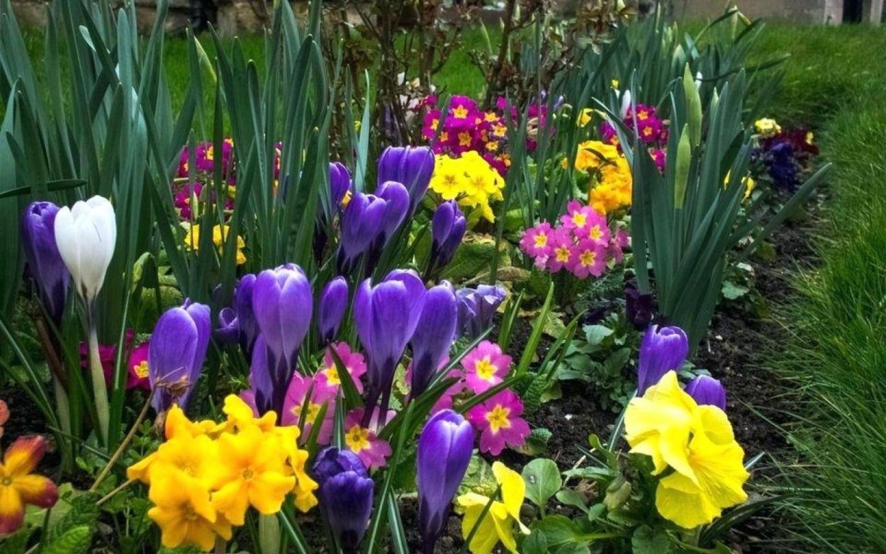 Луковичные цветы на белом фоне