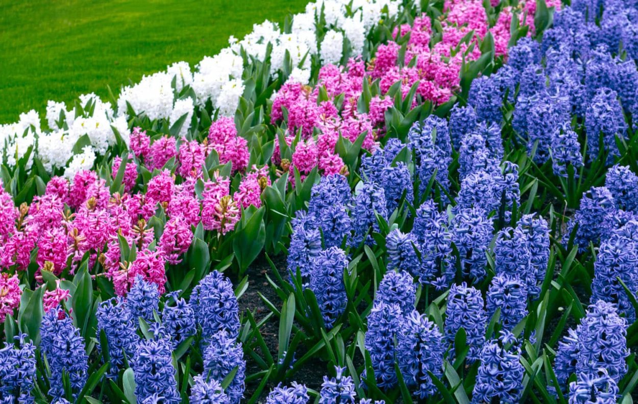 Ранние весенние луковичные