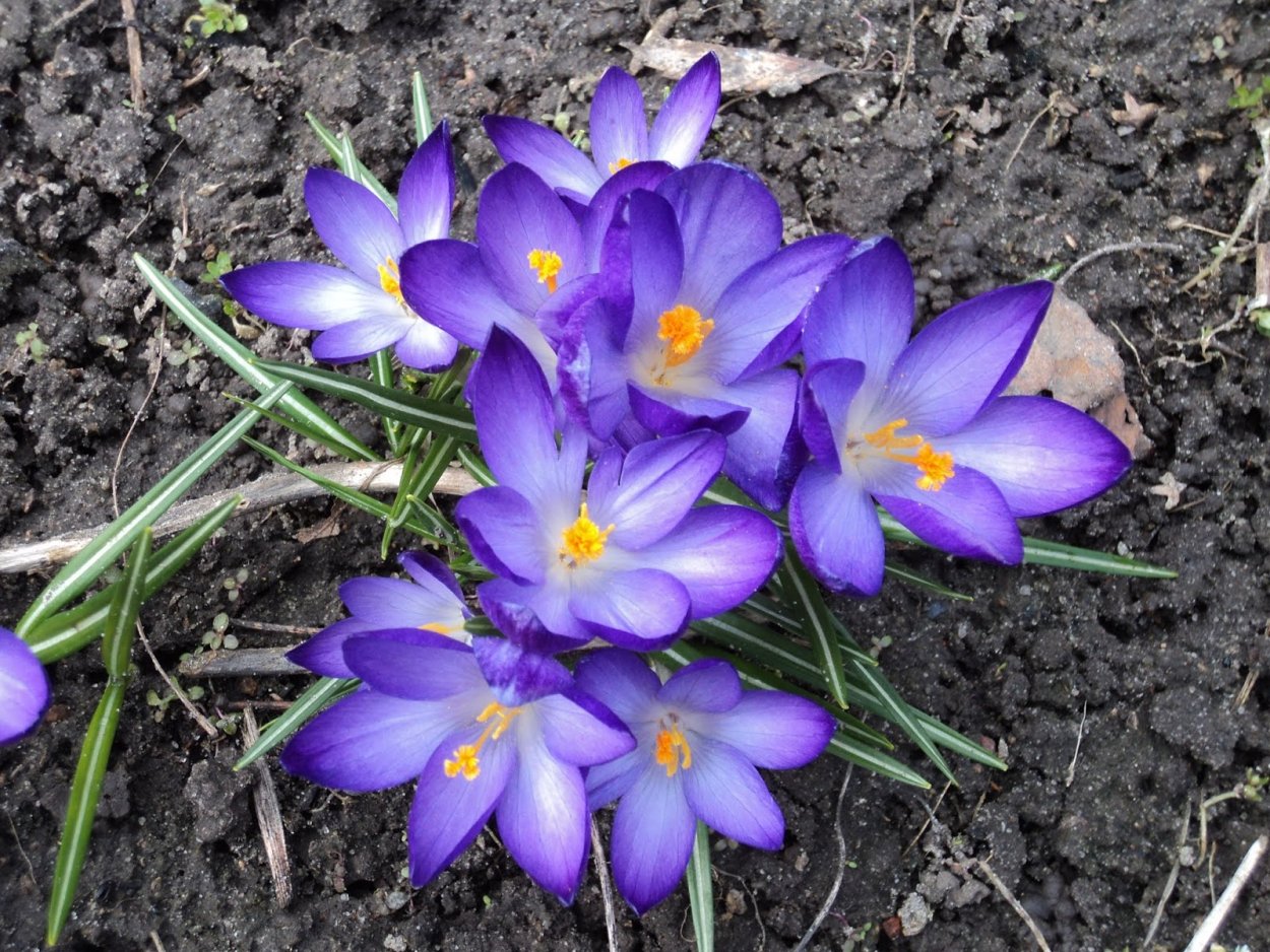 Крокусы нарциссы гиацинты примула