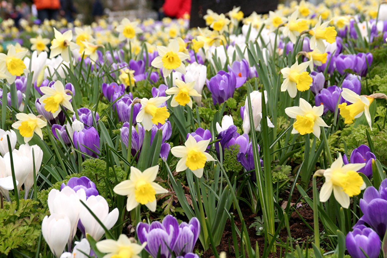 Тюльпаны многолетние луковичные