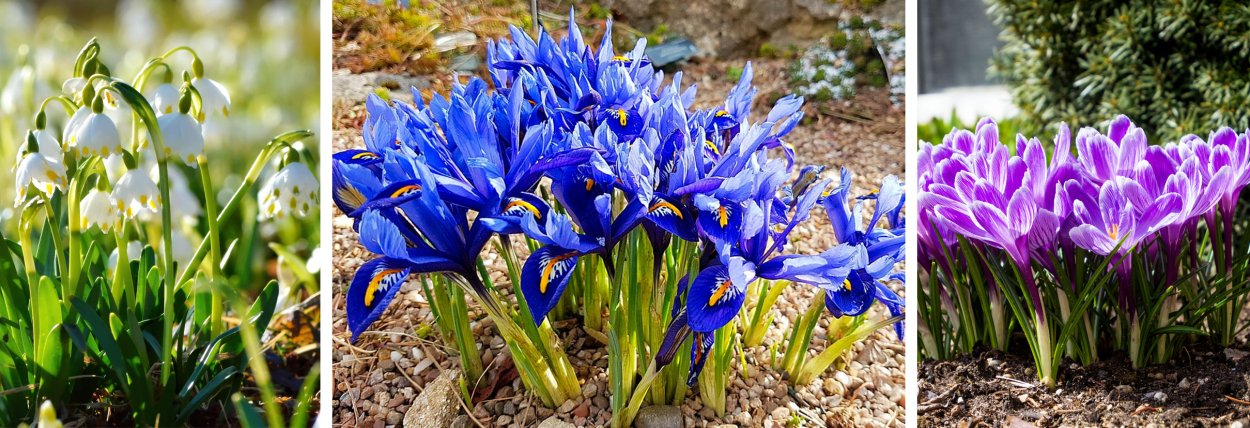 Нарциссы первоцветы луковичные