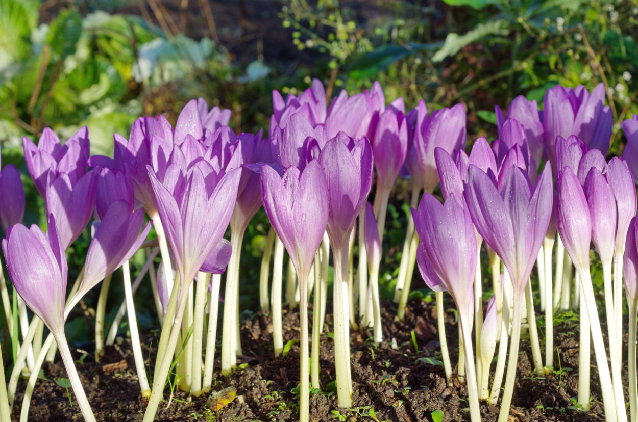 Первоцветы мускари