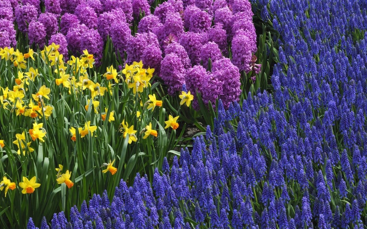 Миксбордеры с весенними луковичными