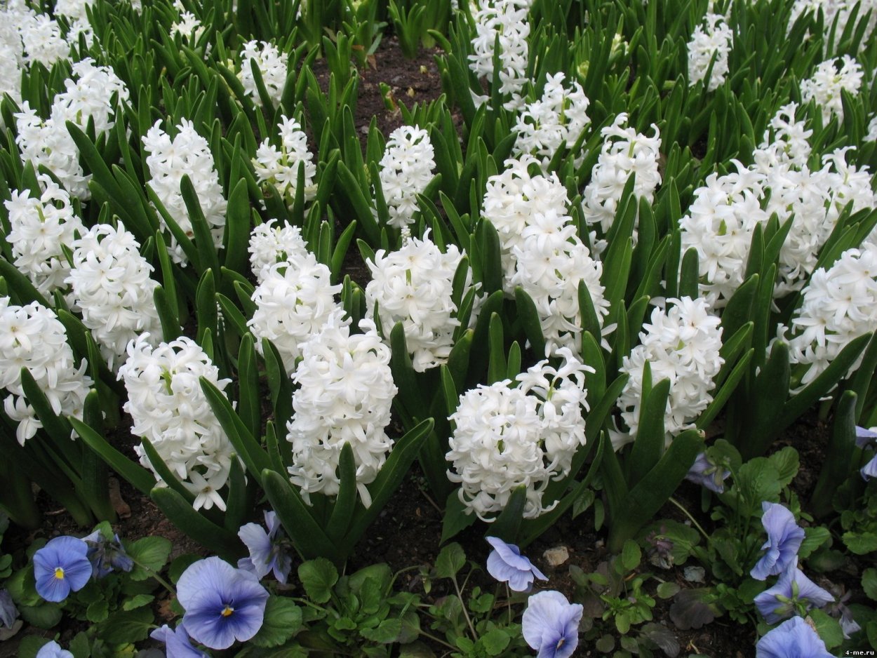 Тюльпаны нарциссы мускари