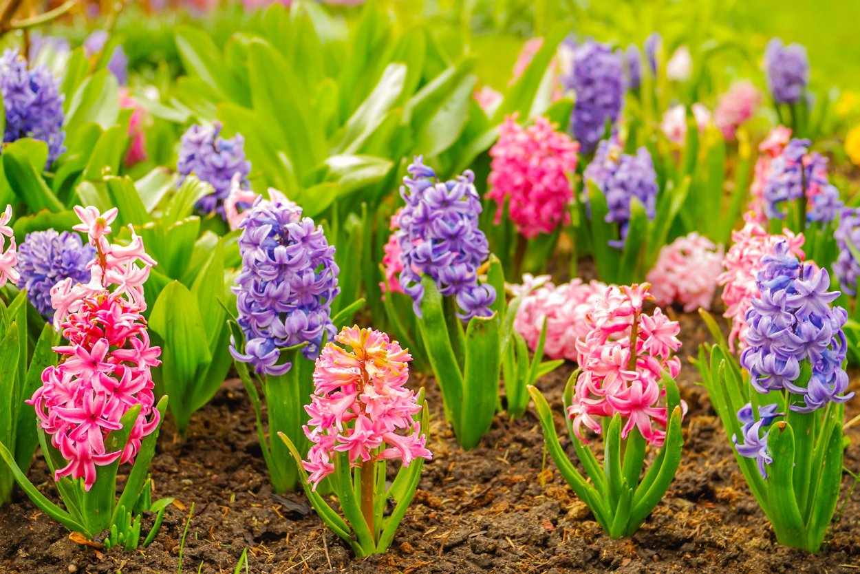 Гиацинт многолетний