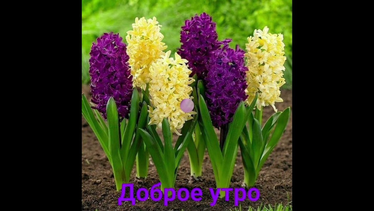 Гиацинт Аква