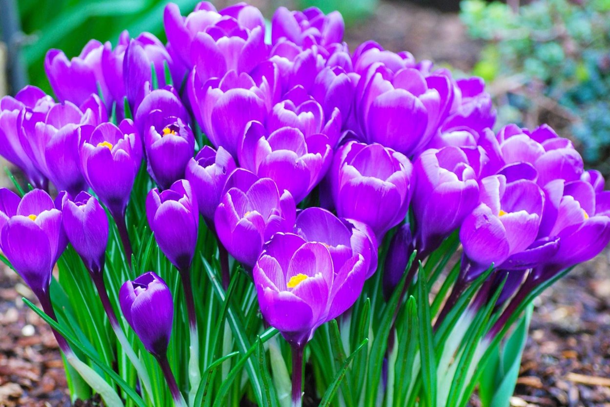 Многолетние цветы крокусы