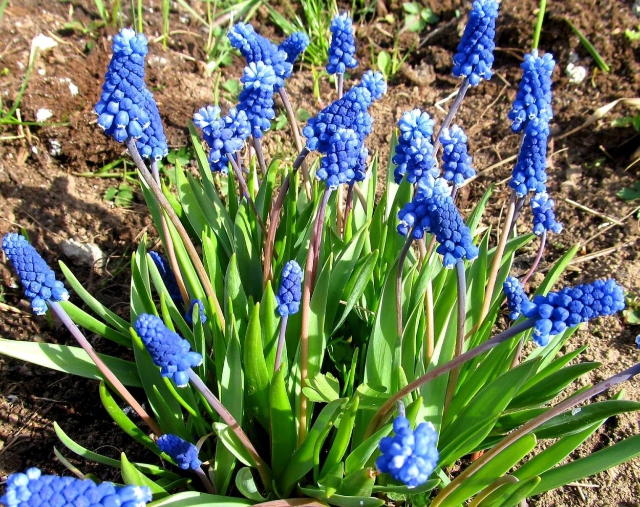 Пролеска колокольчатая (Сцилла) микс