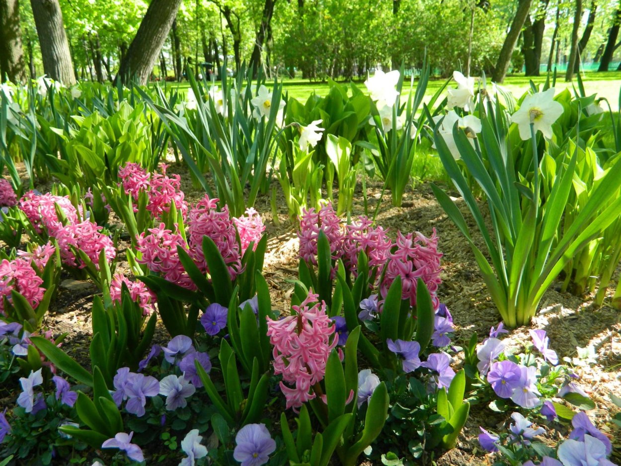 Сцилла колокольчатая