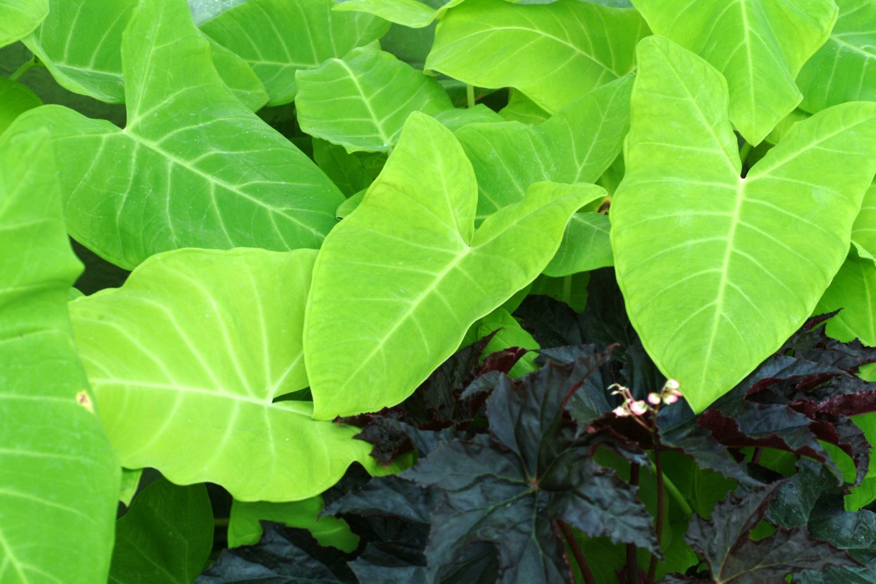 Алоказия пахучая