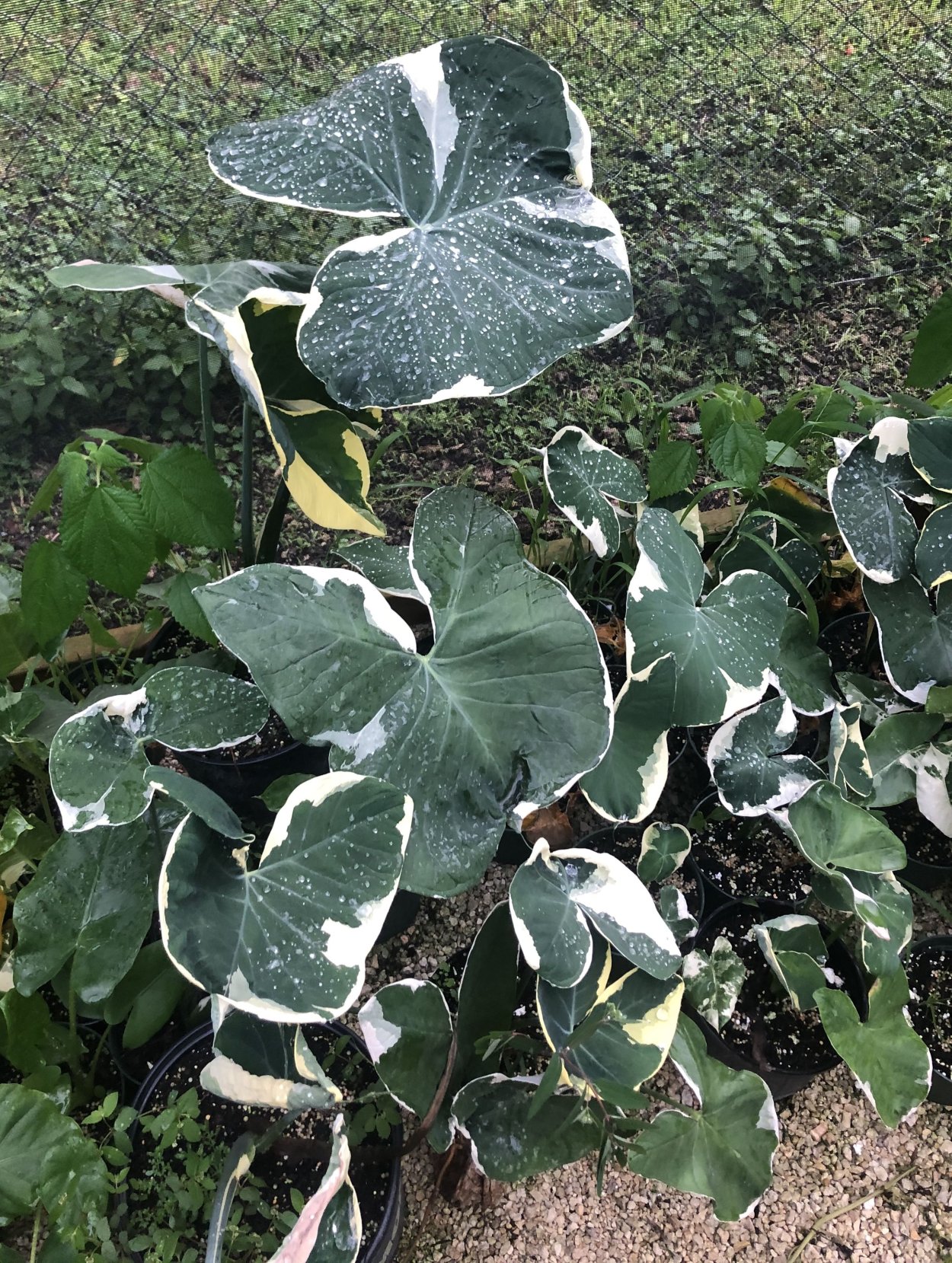 Алоказия Микки Маус