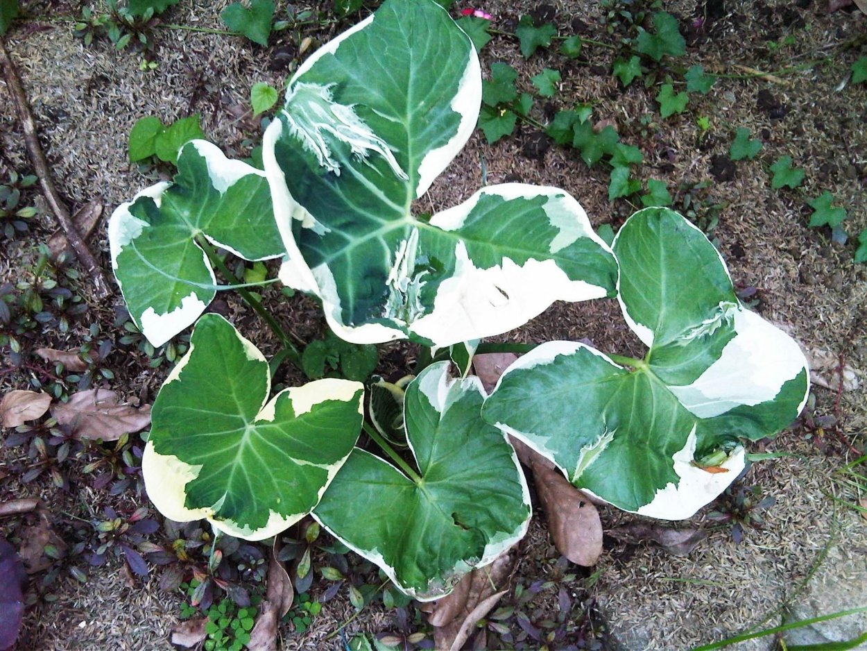 Алоказия Микки Маус