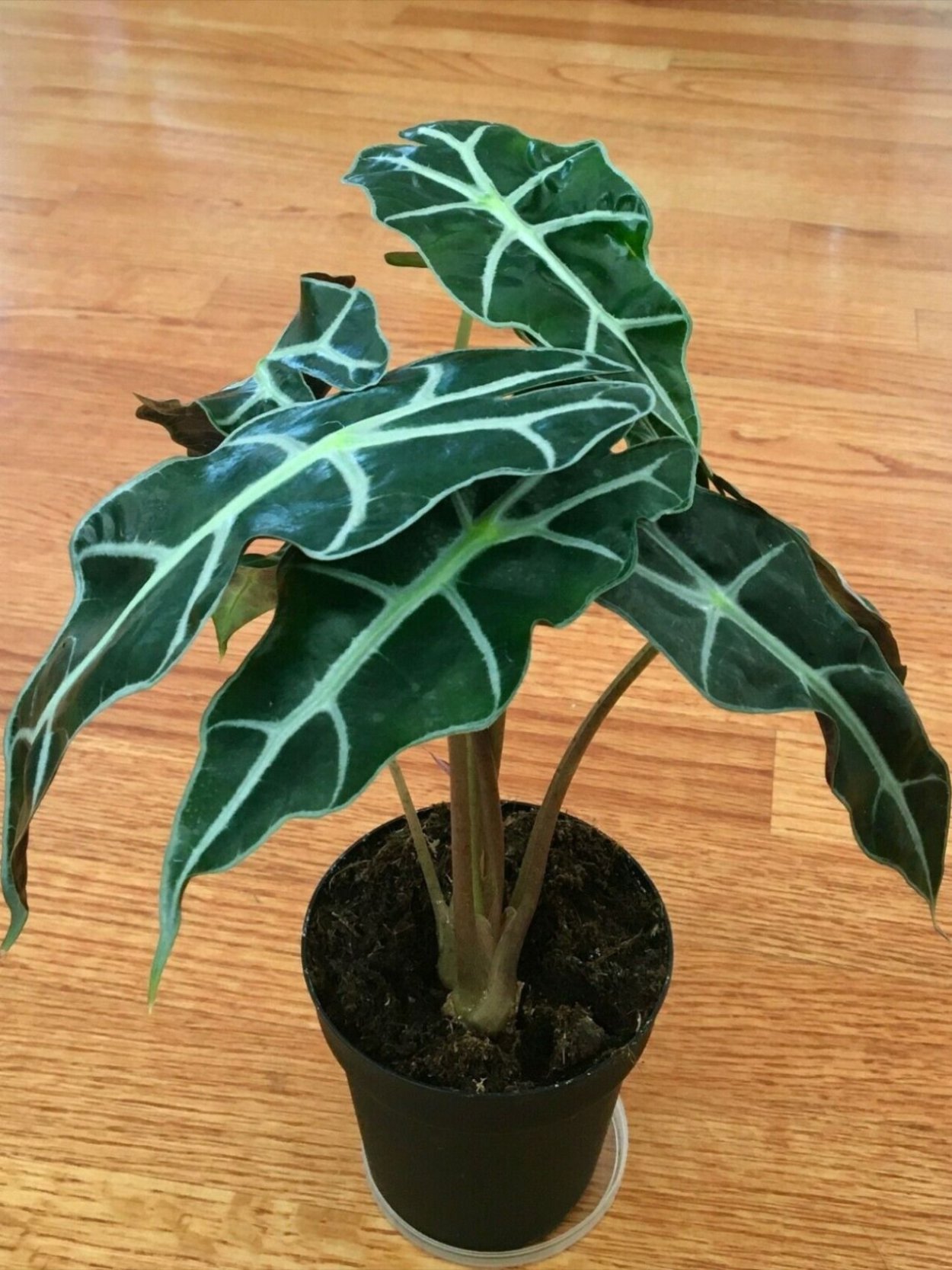 Алоказия Ivory Coast