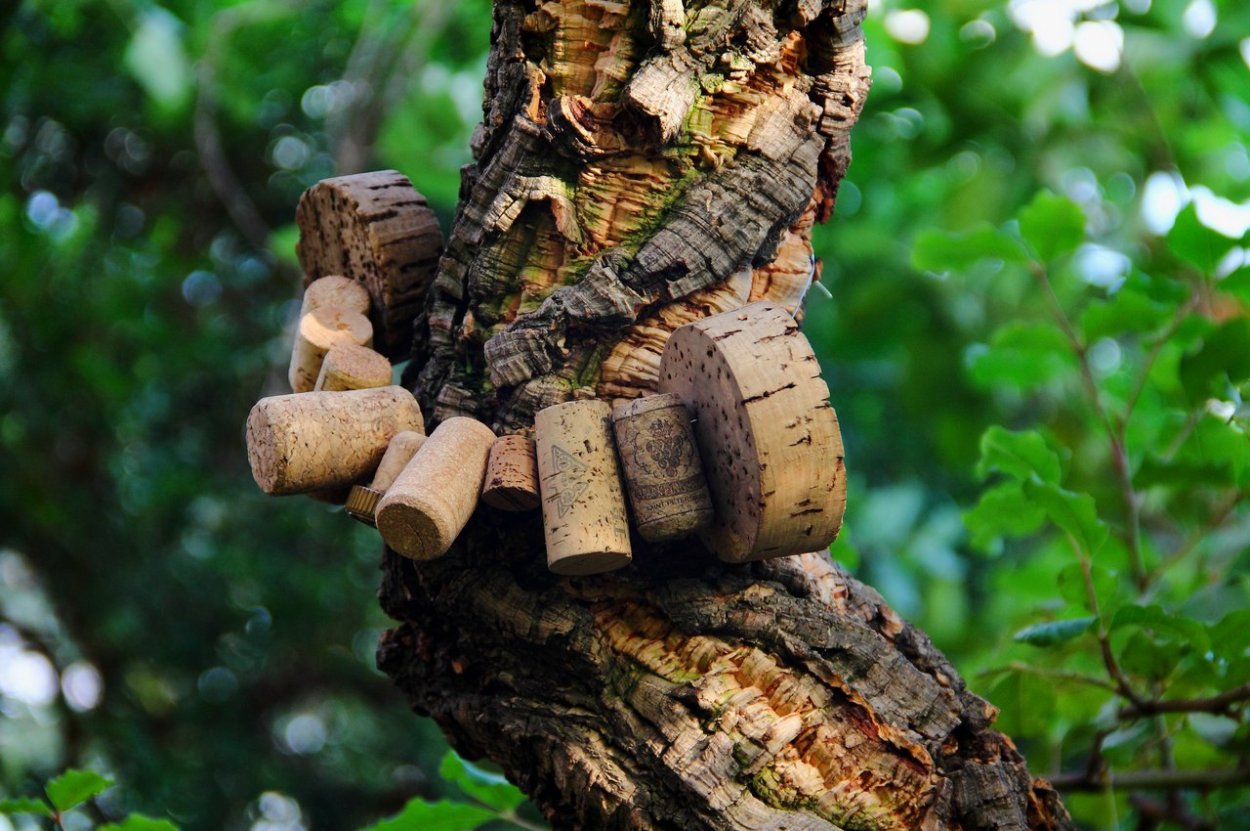 Дуб ливанский