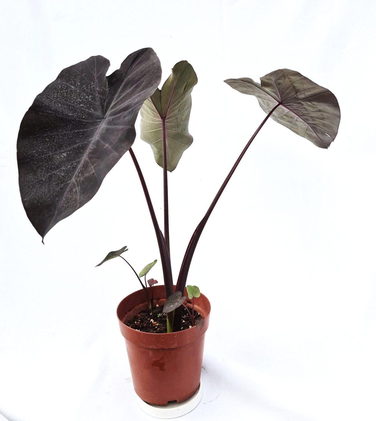 Алоказия Дэвид Хорн