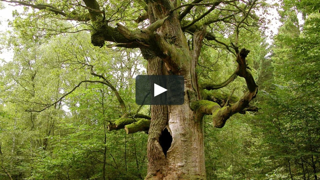 Дуб Джурупа