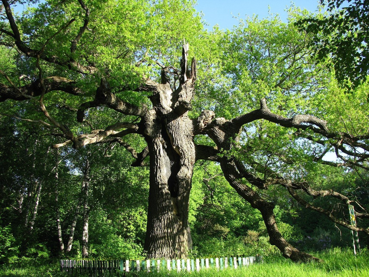 Ветвистое дерево