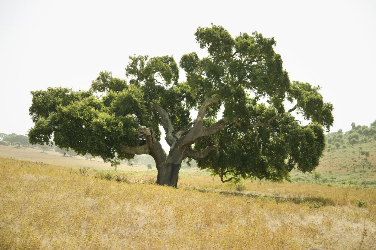 Дуб возрастом около 795 лет в парке Фредвилл, Англия ..