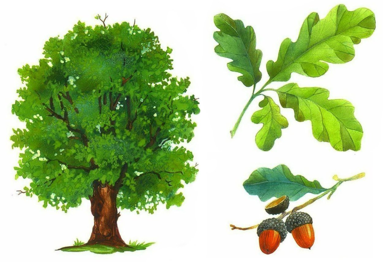 Эбеновое дерево Коста Рика