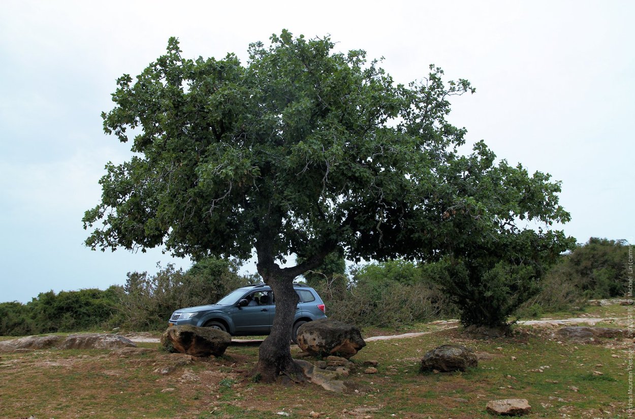 Дуб на острове Хортица