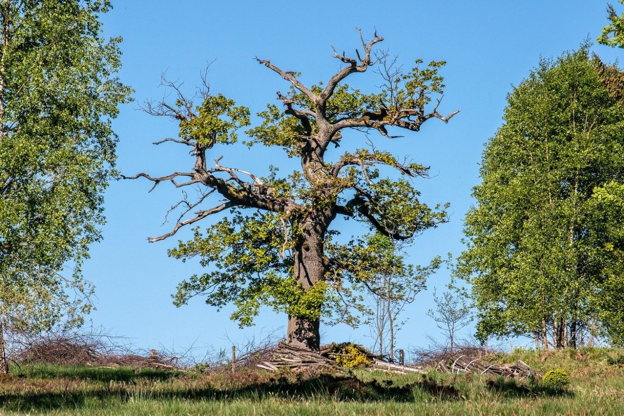 Южный бук дерево
