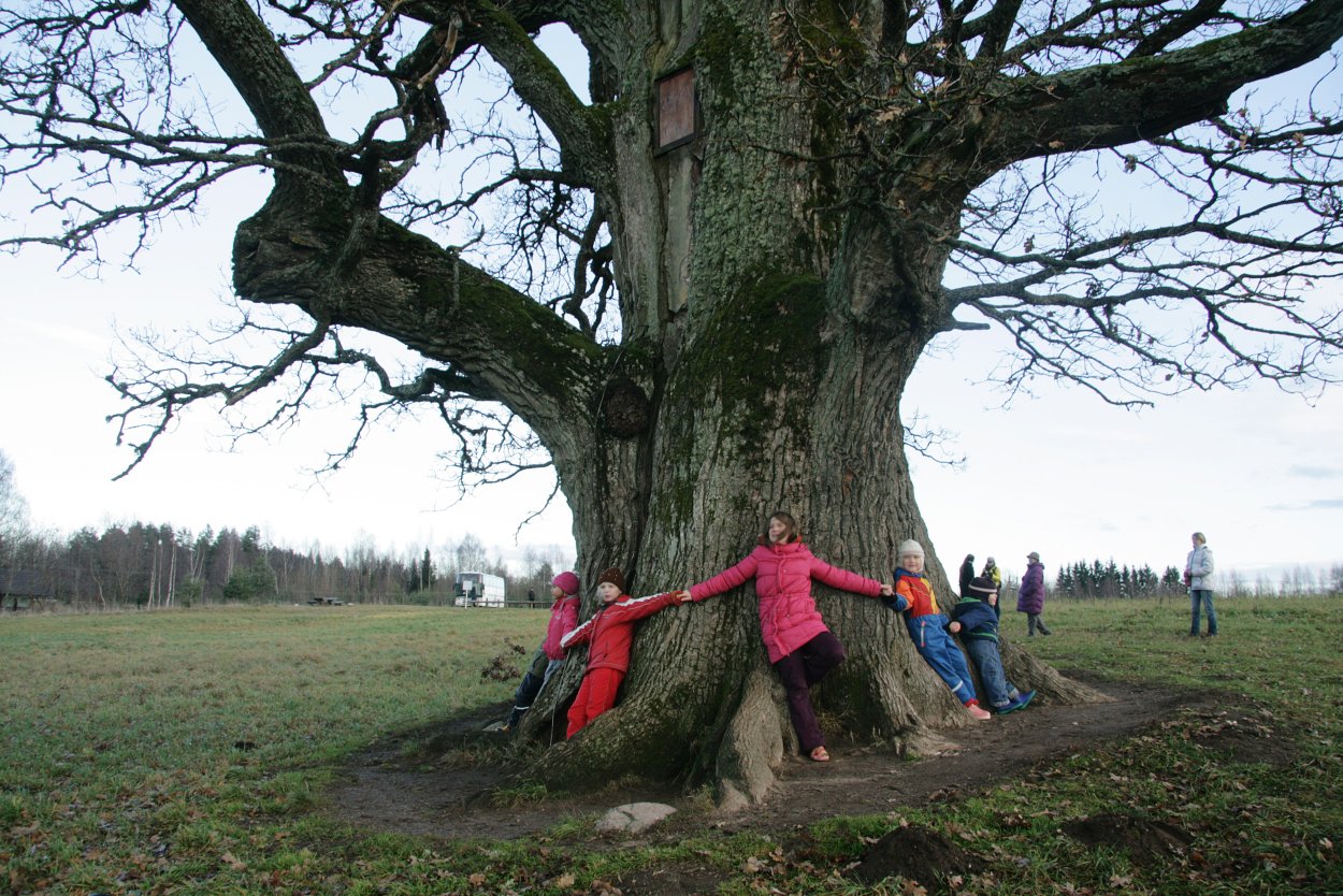 Дуб скальный Крым