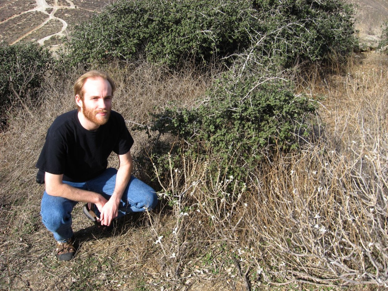 Красивое дерево