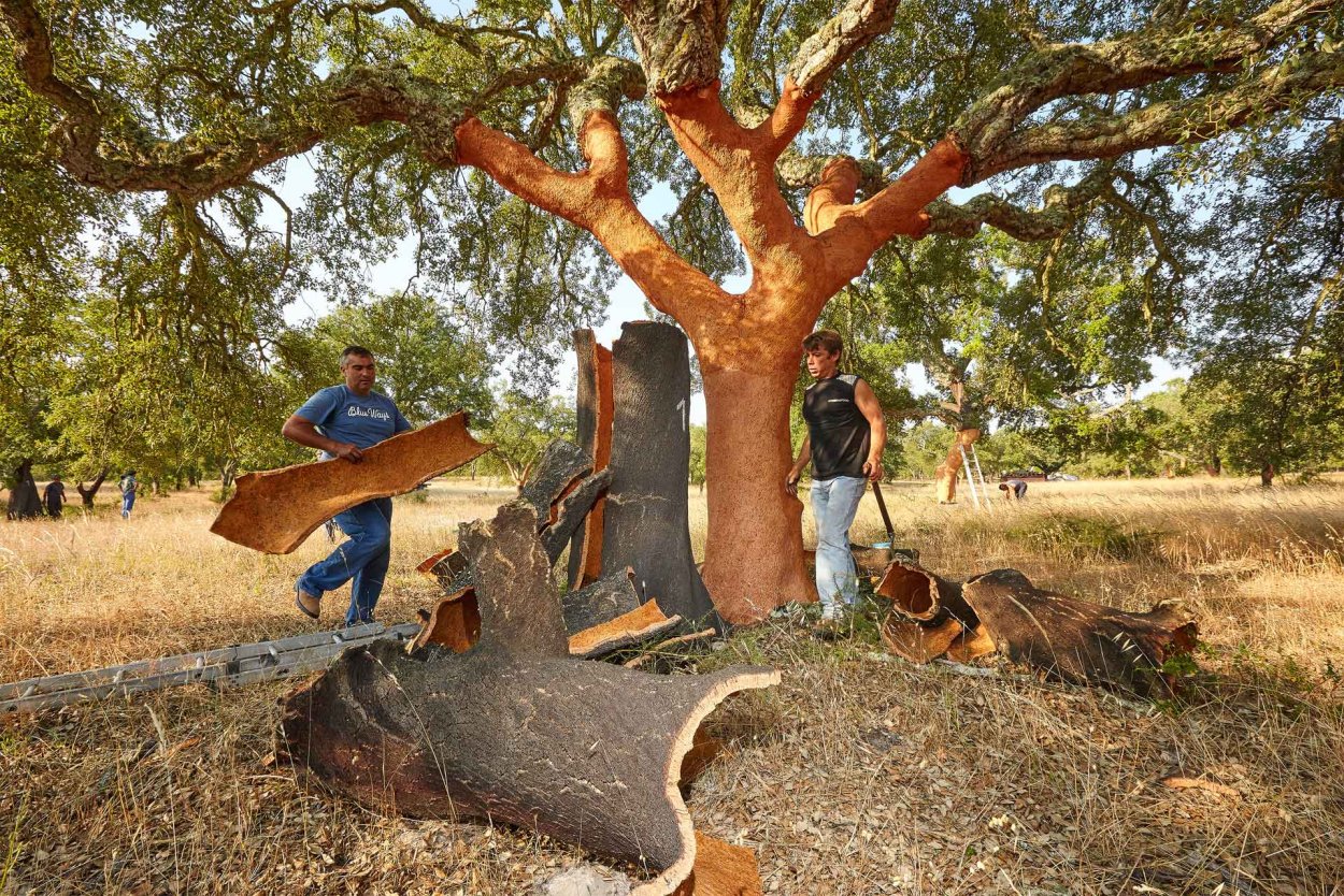 Дуб черешчатый (Quercus Robur l.)