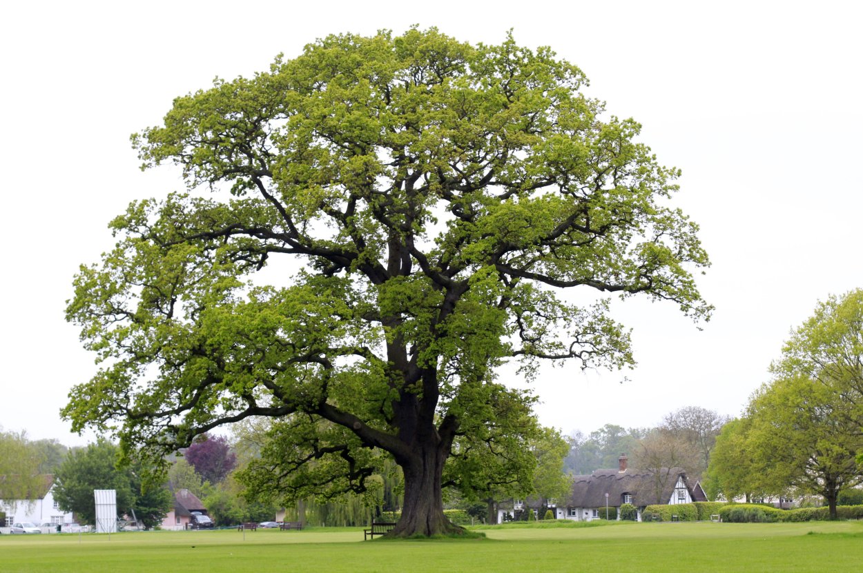 Румскулла - старейший дуб Швеции.
