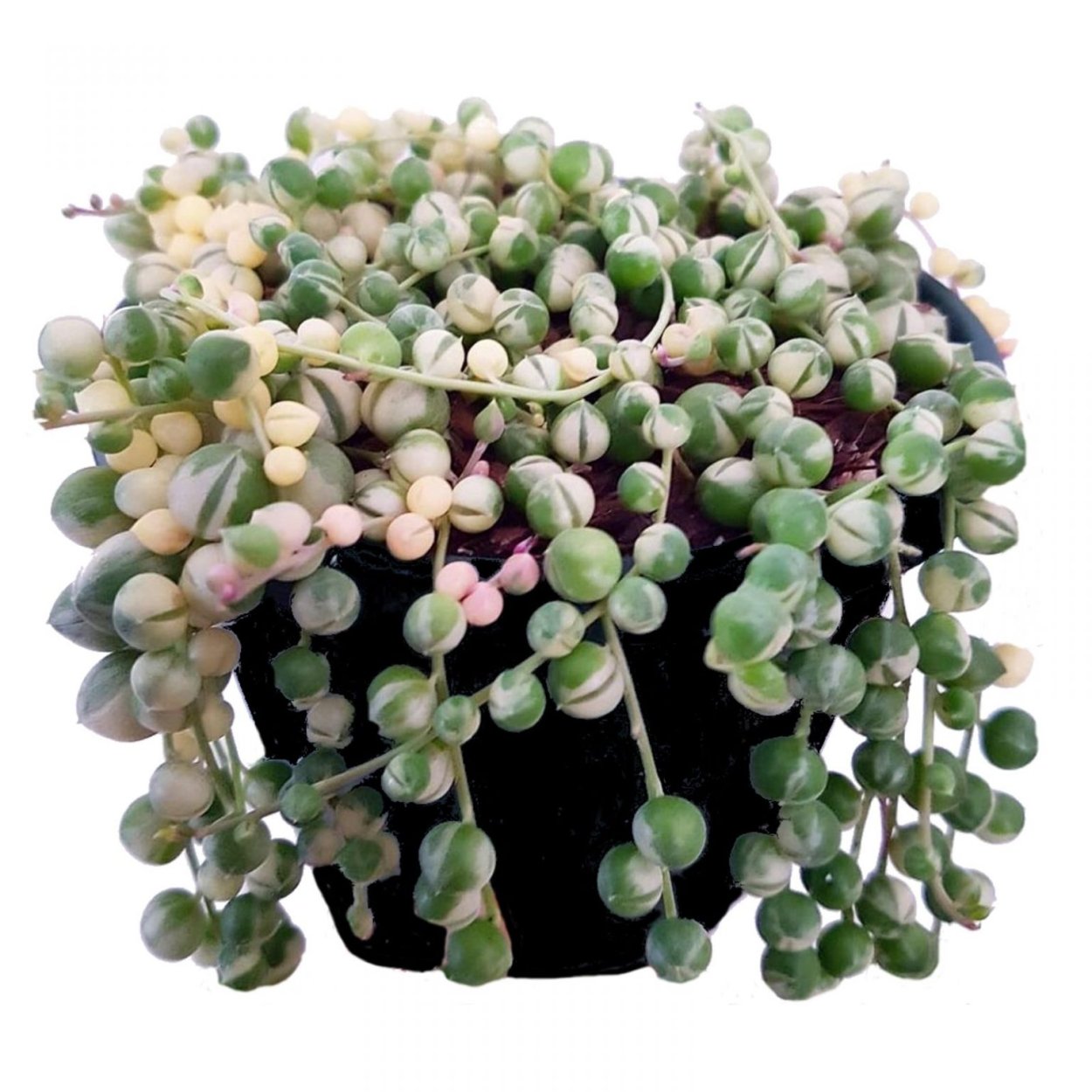 Крестовник Геррейна