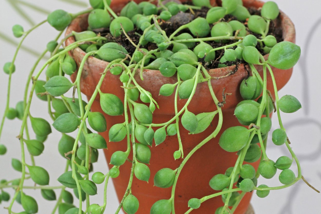 Крестовник Lechuza