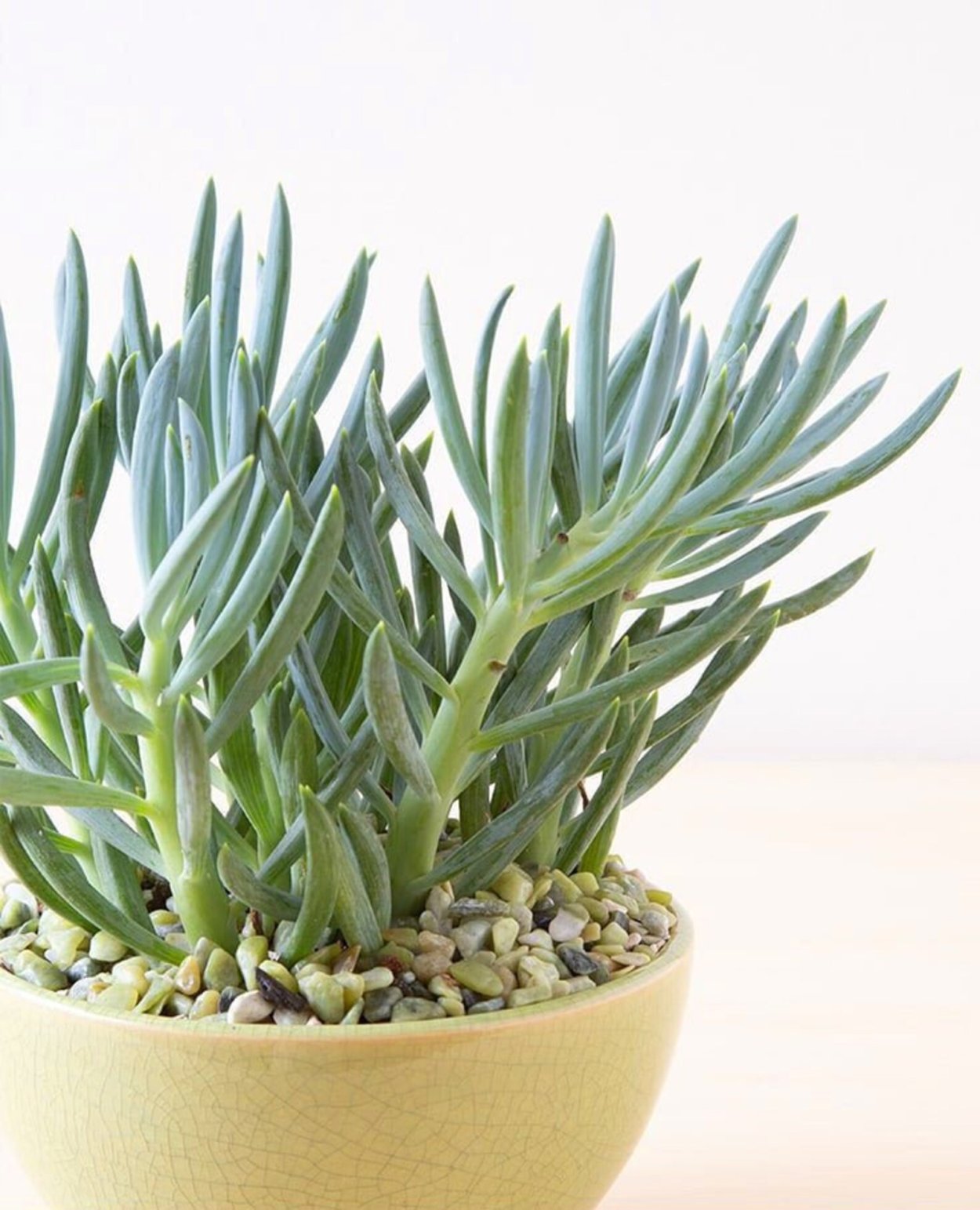 Суккулент крестовник Роули