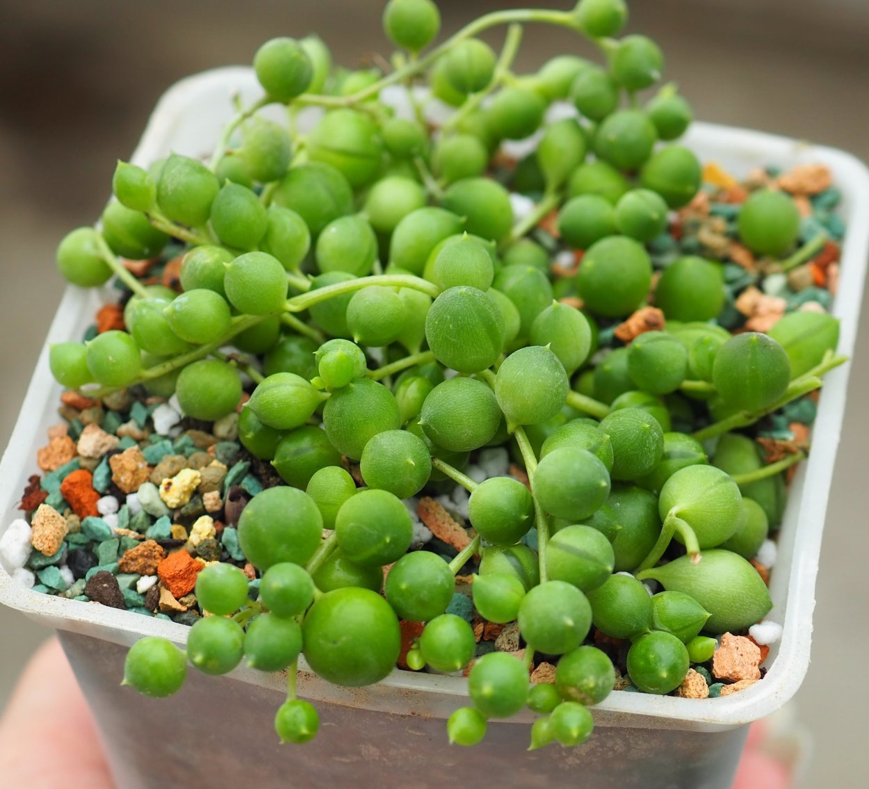 Крестовник Роули