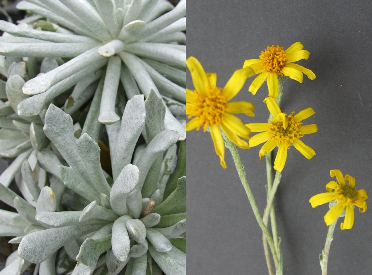 Суккулент сенецио Виталис