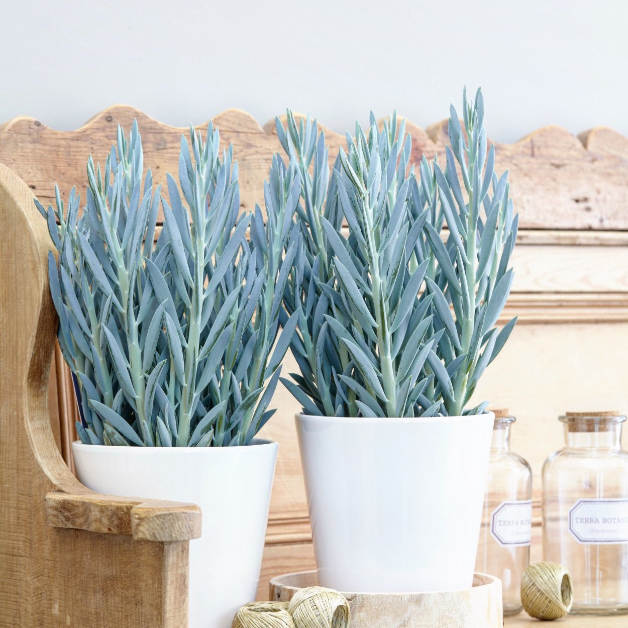 Суккулент сенецио крестовник