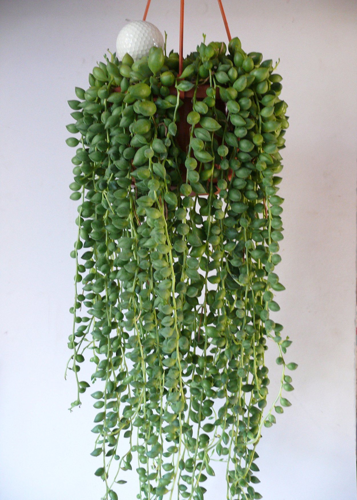 Крестовник сенецио