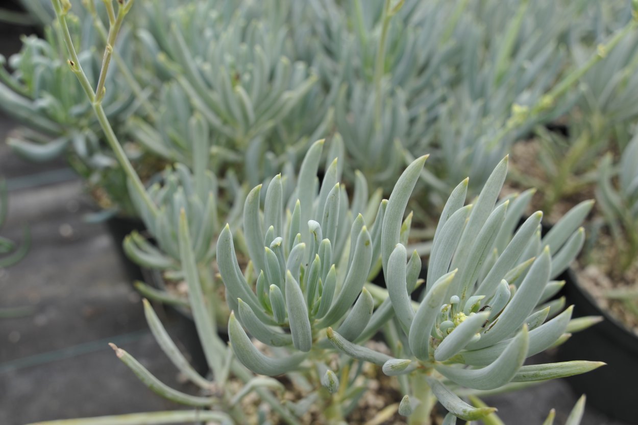 Суккулент Senecio scaposus