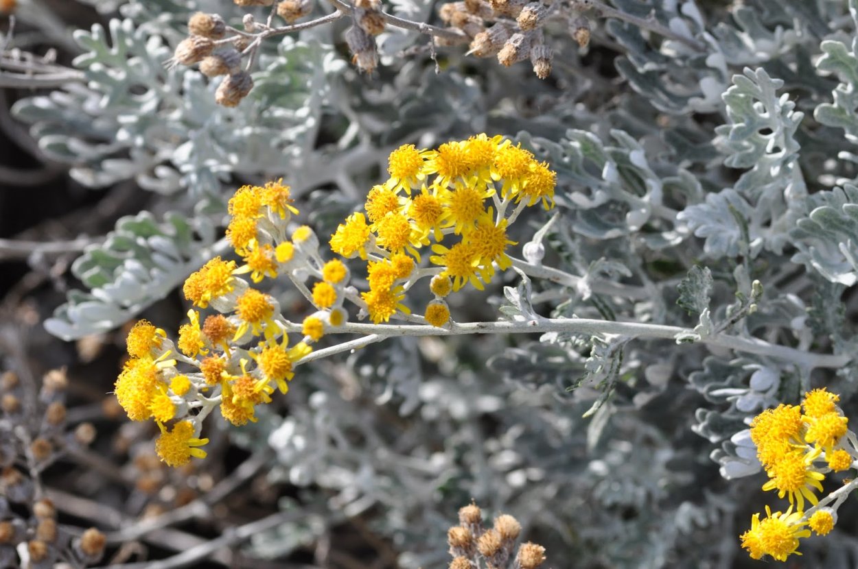 Крестовник сенецио