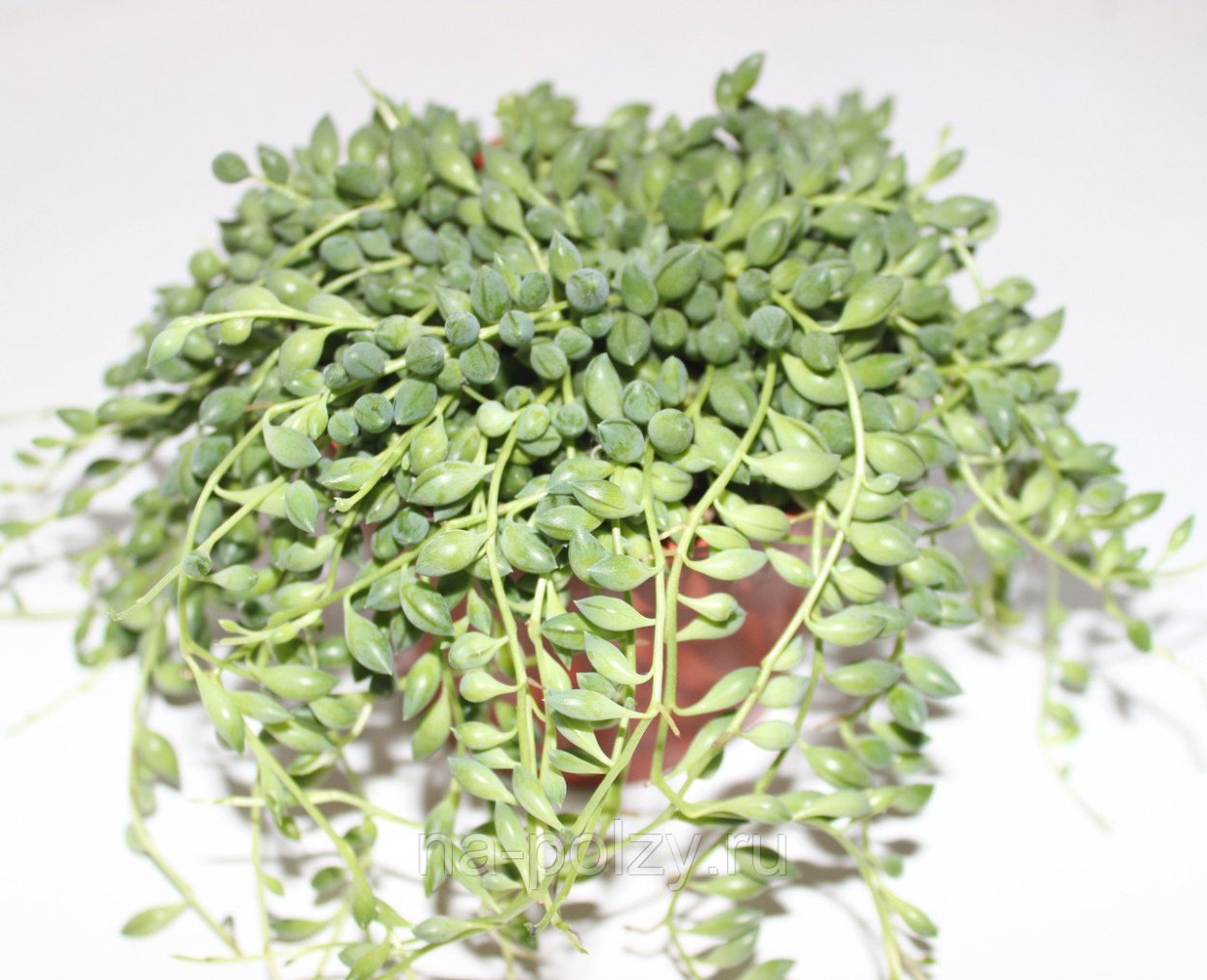 Крестовник Геррейна