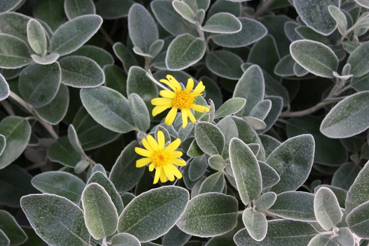 Крестовник сенецио радиканс