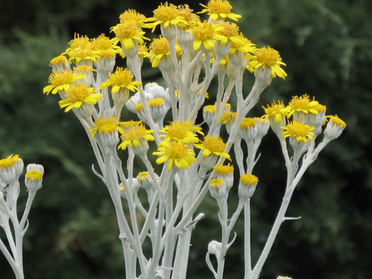 Суккулент крестовник клейния