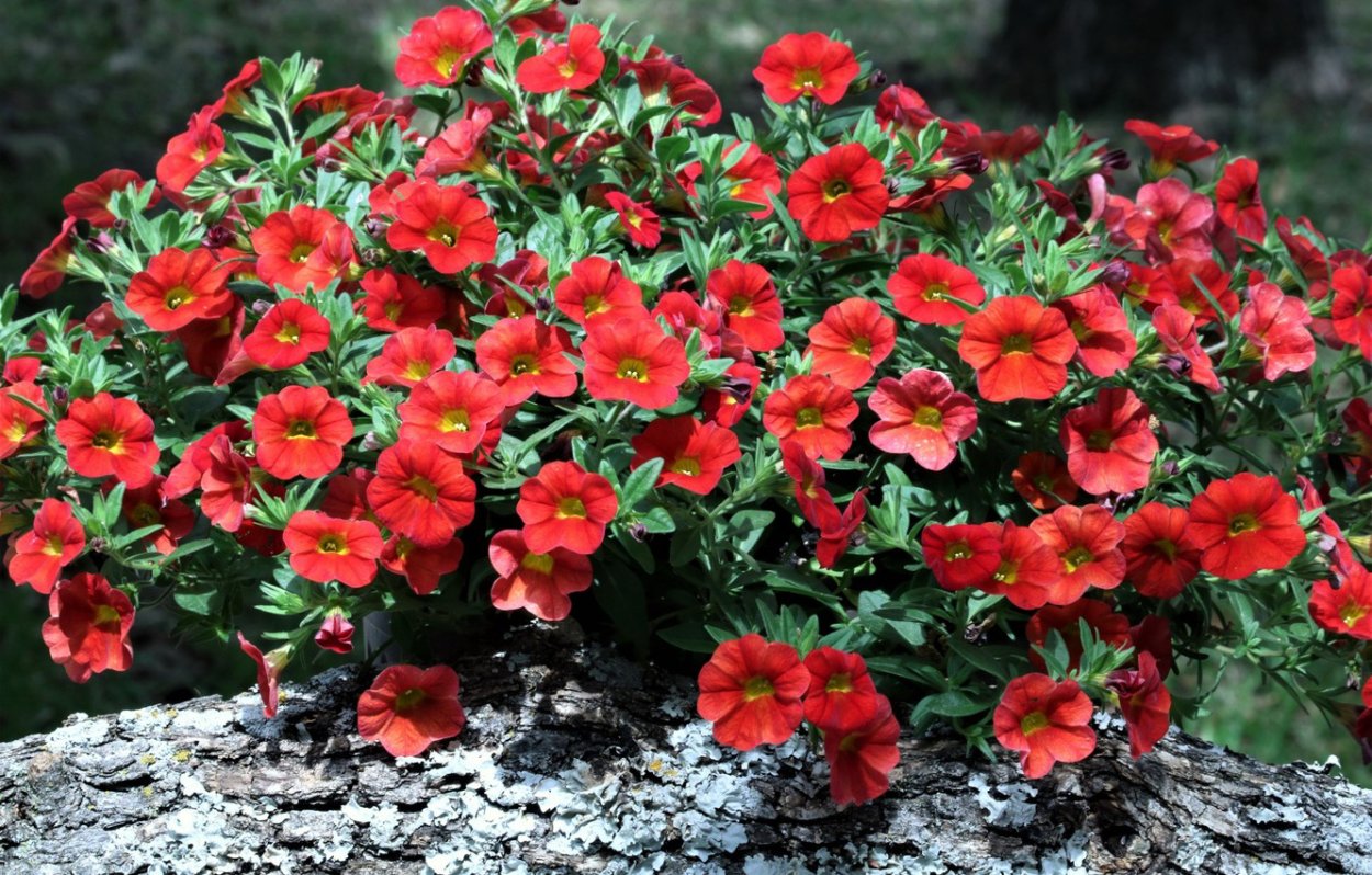 Красная петуния куст