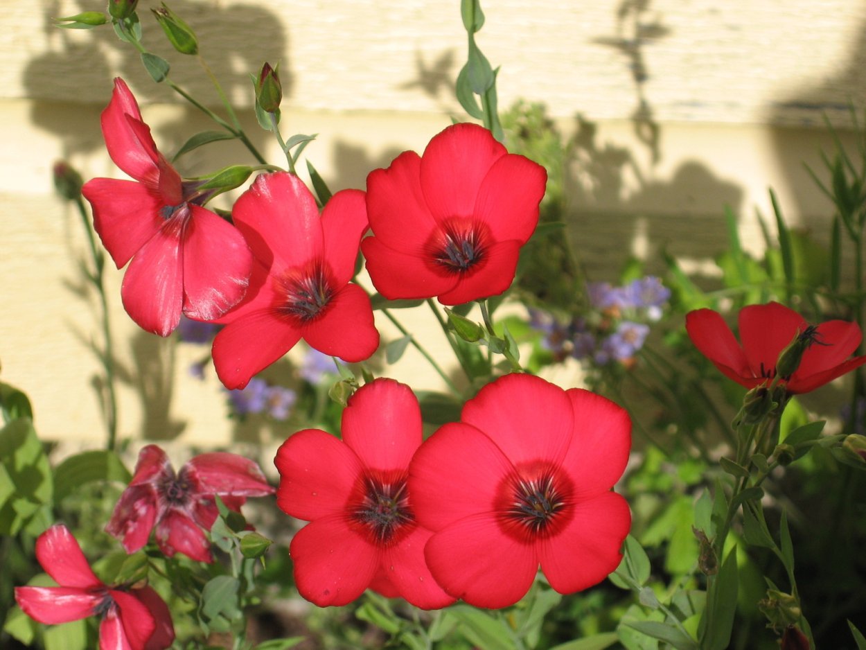 Лен однолетник красный