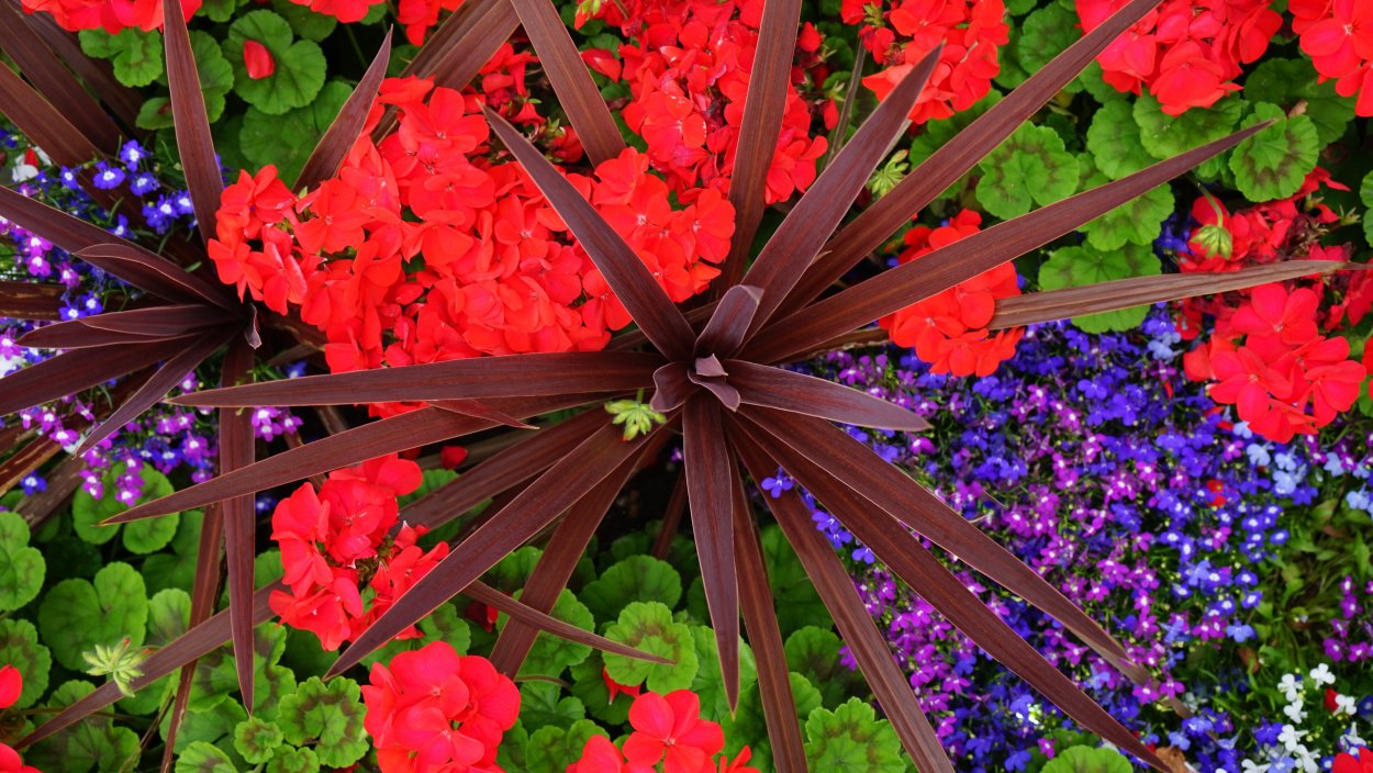 Герань Гербера